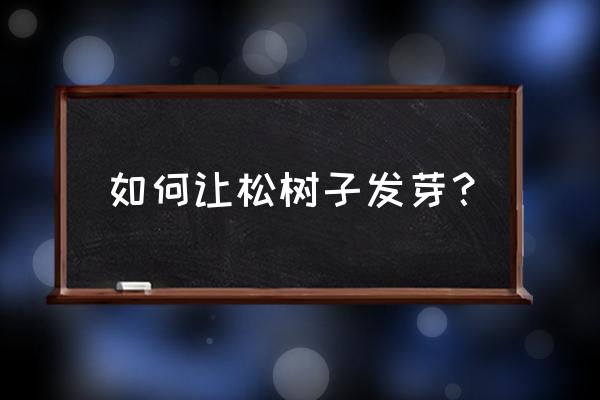 松树的种子一般是怎么传播的 如何让松树子发芽？