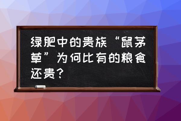 果园种鼠茅草每亩要几斤草种 绿肥中的贵族“鼠茅草”为何比有的粮食还贵？