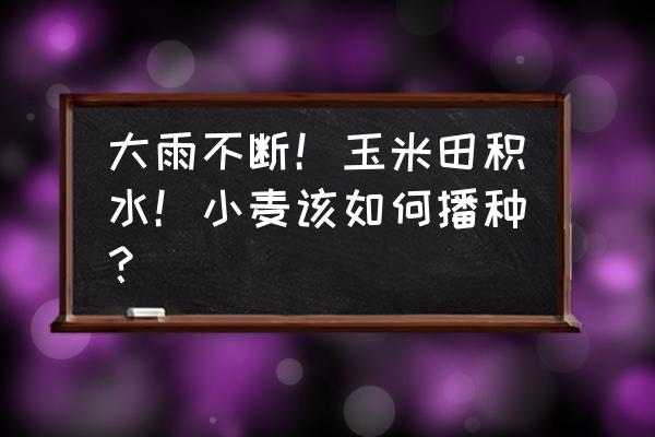 玉米地里有积水怎么才能收玉米 大雨不断！玉米田积水！小麦该如何播种？