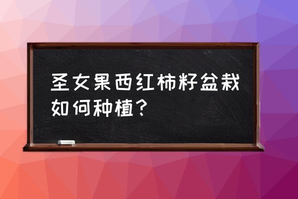 圣女果种植全过程 圣女果西红柿籽盆栽如何种植？