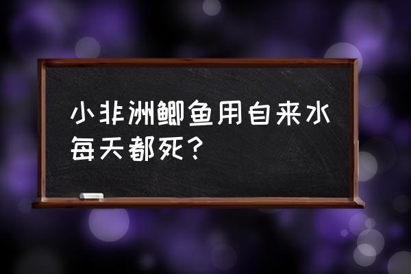 鲫鱼怎么养才不会死 小非洲鲫鱼用自来水每天都死？