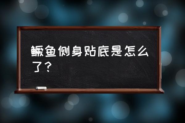 鱼缸养鳜鱼如何看氧气足不足 鳜鱼侧身贴底是怎么了？