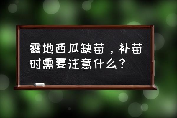 刚出的西瓜苗死苗怎么办 露地西瓜缺苗，补苗时需要注意什么？