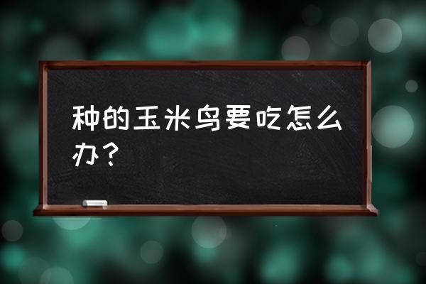 玉米成熟了怎么防止鸟吃 种的玉米鸟要吃怎么办？