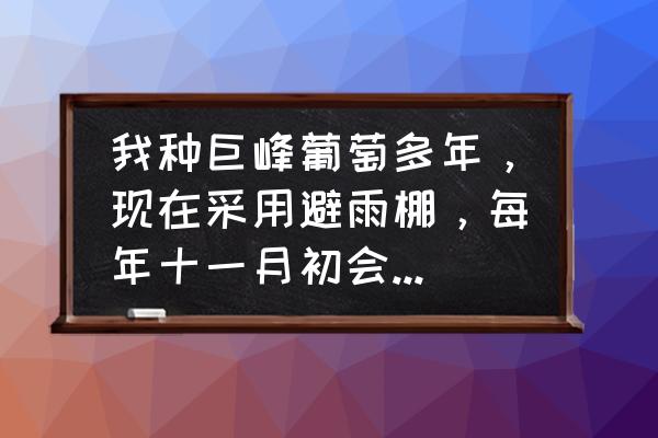 葡萄树冬季施肥最佳时间 我种巨峰葡萄多年，现在采用避雨棚，每年十一月初会卖完、请问是什么时间喂基肥比较合适？