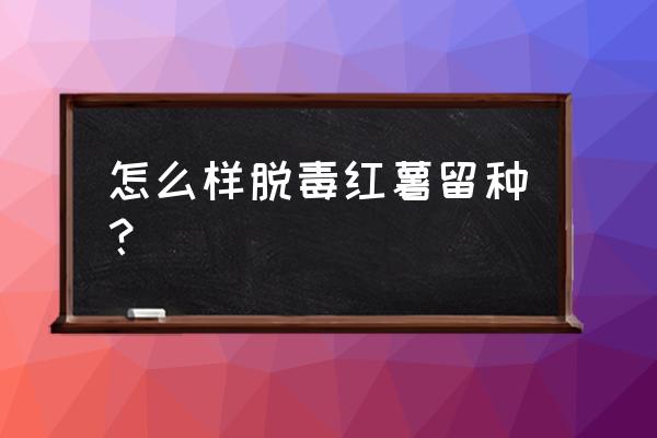 脱毒红薯种苗 怎么样脱毒红薯留种？