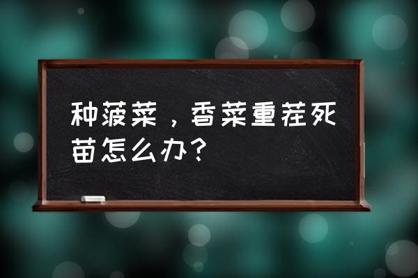 香菜重茬种了就死怎么办 种菠菜，香菜重茬死苗怎么办？